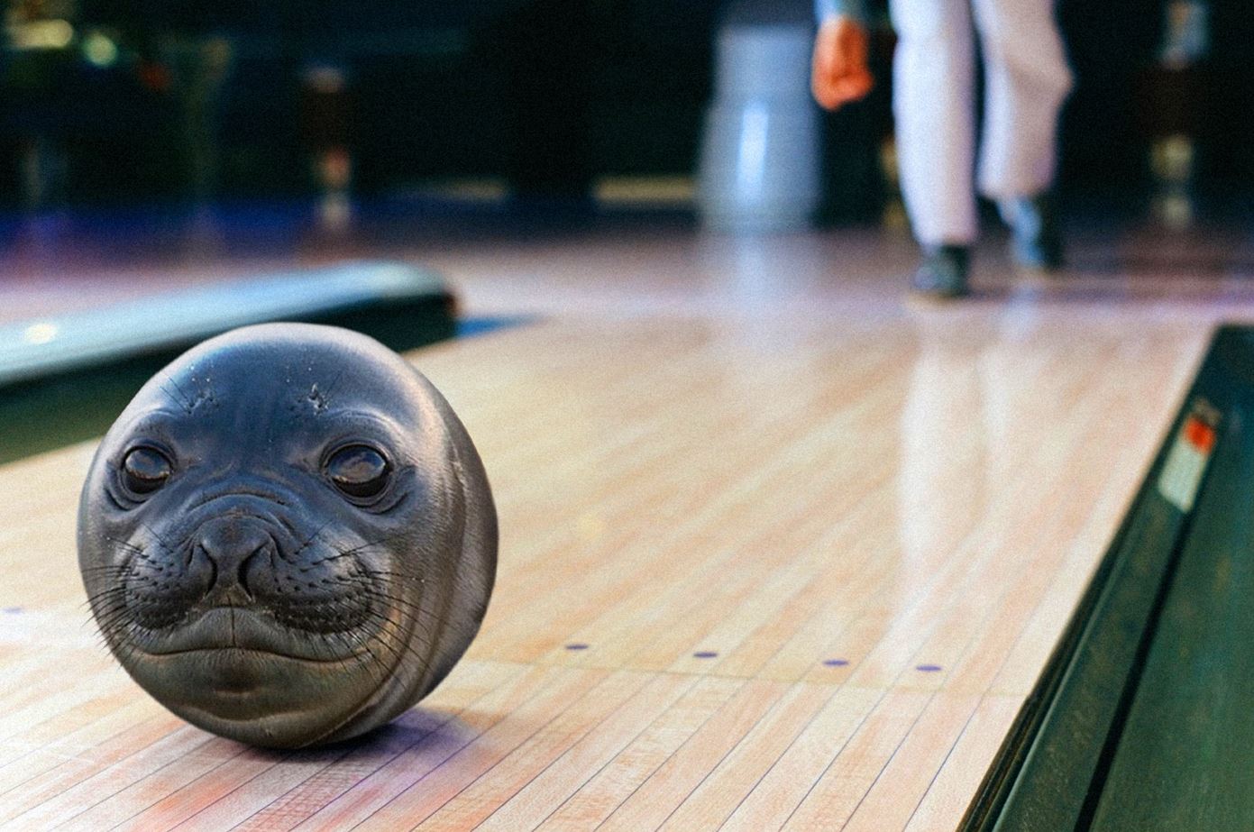Bowling ball with the face of a seal on the rink